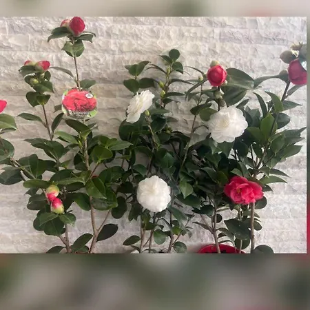 Rezidenca Arlington *