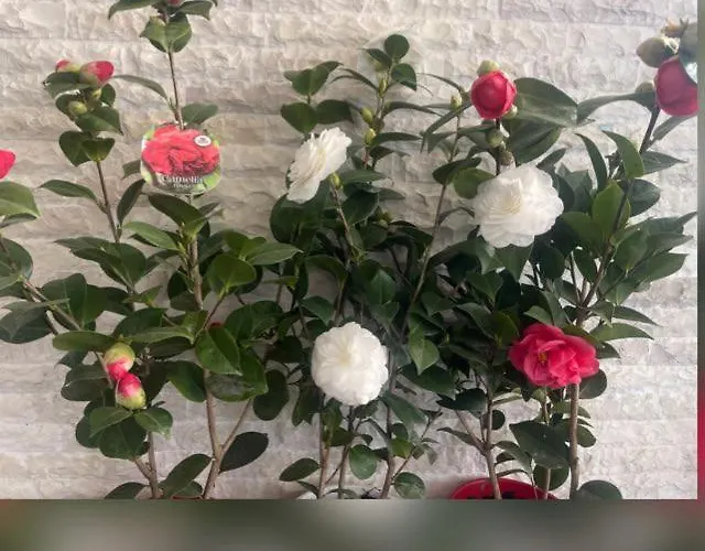 Rezidenca Arlington *